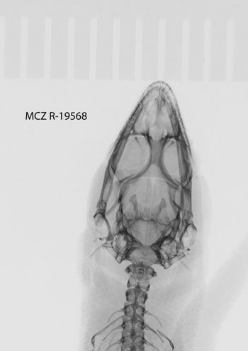 Media type: image;   Herpetology R-19568